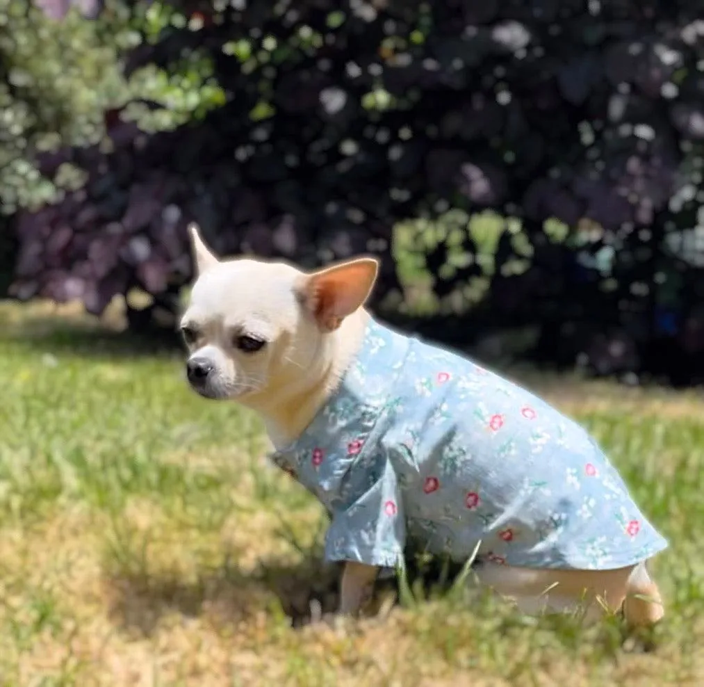 Dog Cotton Denim Shirt for Chihuahua and small breeds